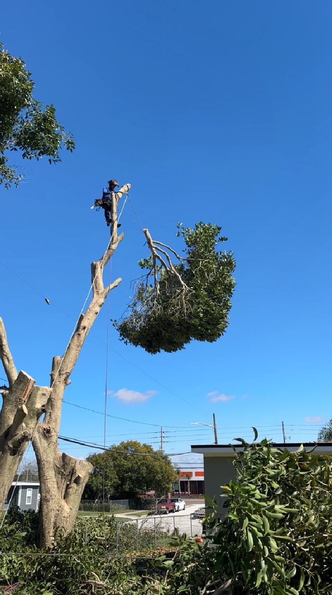 Large tree removal completed