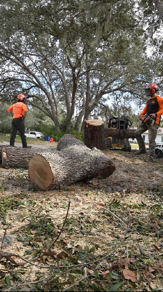 Oak tree removal — completed