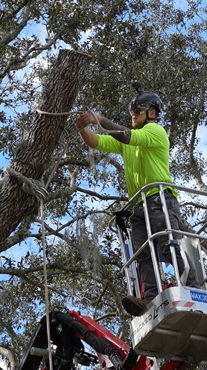 Oak tree trimming — Southern Standard Tree Service, Seminole & Orange County FL