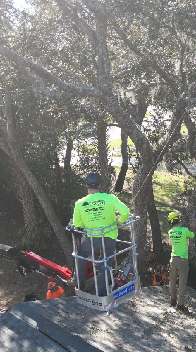 Oak tree trimming — Winter Park area