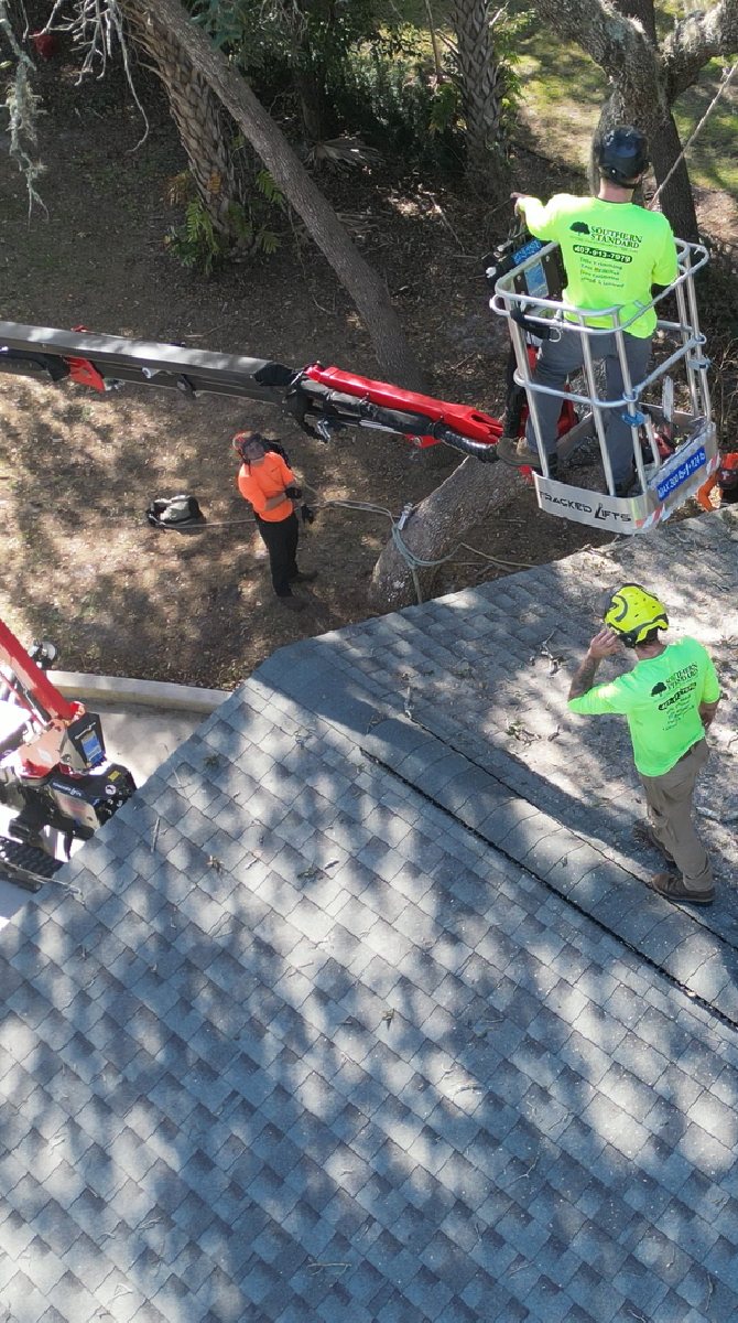 Oak tree trimming — Central Florida