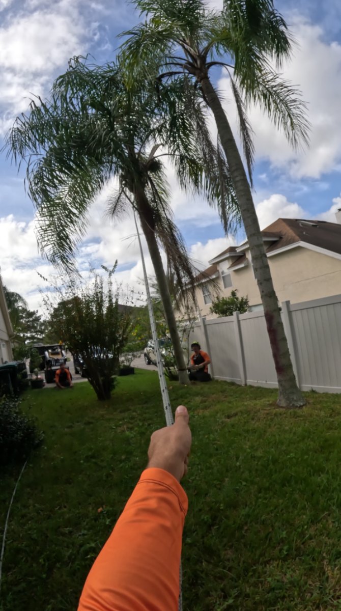 Palm tree removal