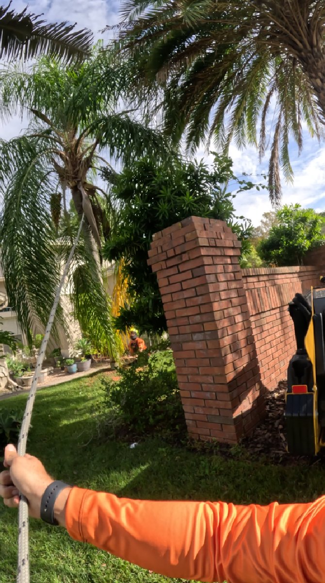 Palm tree removal — Southern Standard Tree Service, Central Florida