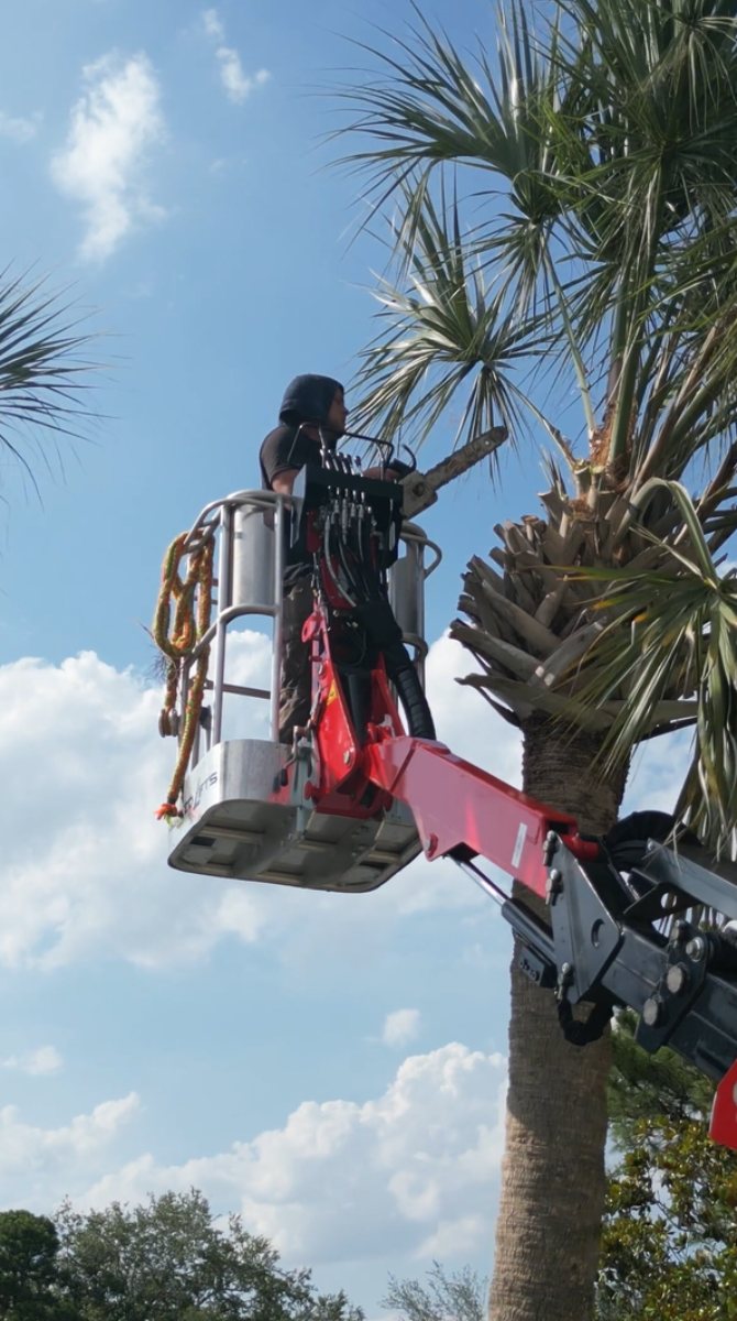Palm trimming in action
