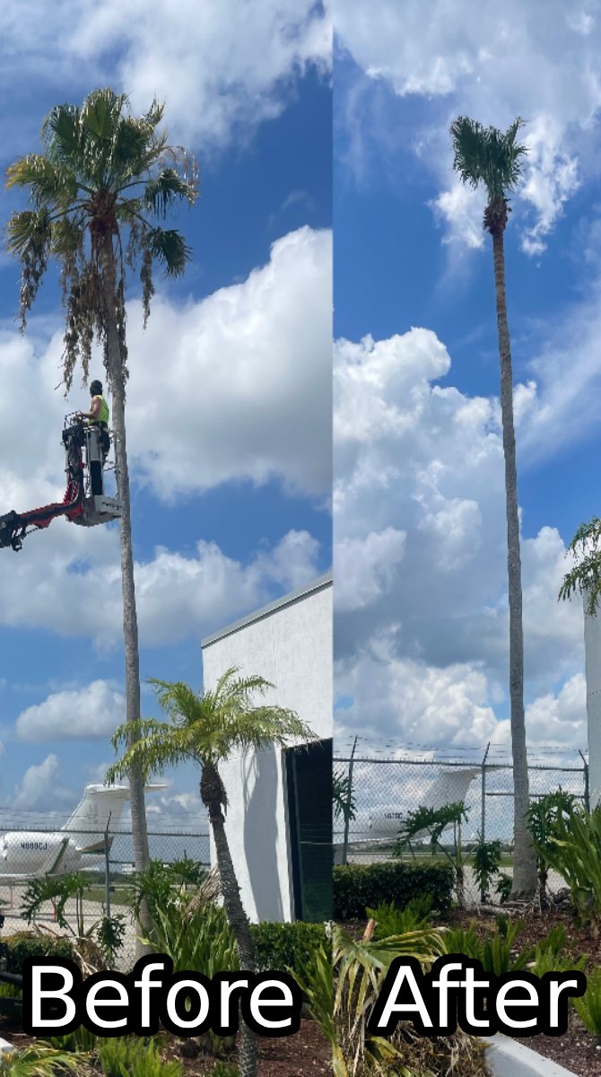 Palm trimming before and after