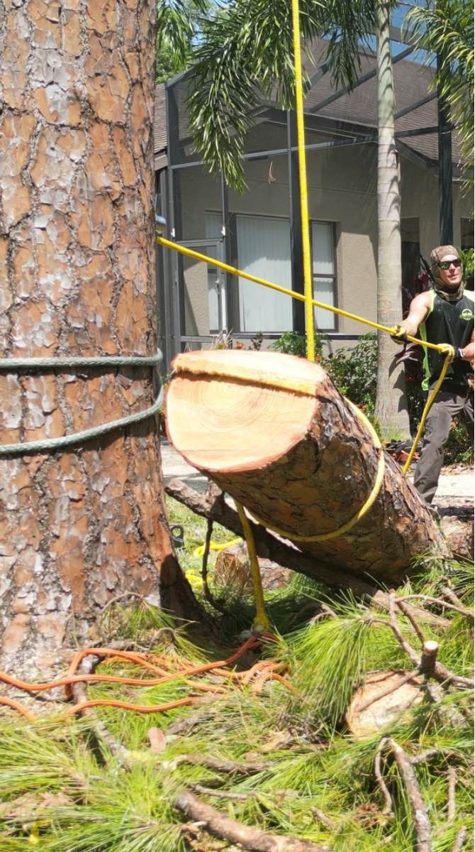 Pine tree removal in Central Florida